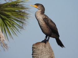 Double crested cormorant perched on a palm