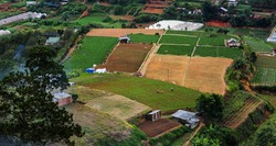Vegetable farm in Dalat.,Vietnam
