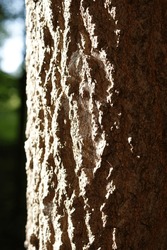Spiderwebs inside the groves of the tree bark highlighted by sunlight. 