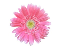 Vibrant bright pink gerbera daisy flowers blooming isolated on white background with clipping path.