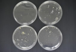 Colonies of bacteria growth on agar plate medium in microbiology laboratory. 