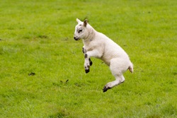 Leaping Lamb with green background.