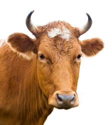 red cow looks into camera, isolated over white