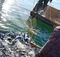 a fisherman scoops up fish from a net