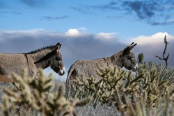 Two wild Burros at Red Rock Canyon National Conservation Area outside of Las Vegas Nevada.