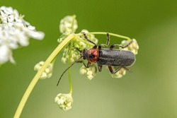 Macro close-up of a soldier beetle on a wildflower
