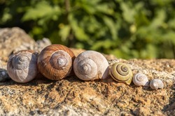 Close-up of different snail shells in a row
