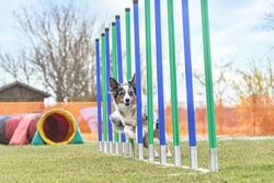 Dog agilty training: A miniature australian shepherd dog mastering obstacles