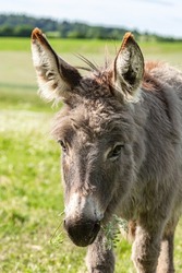 Portrait of a cute miniature donkey on a pasture in summer outdoors