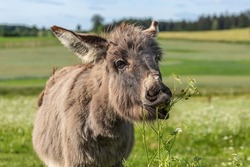 Portrait of a cute miniature donkey on a pasture in summer outdoors