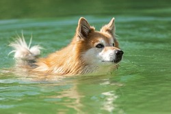 Portrait of an icelandic sheepdog swimming in a pond in summer outdoors