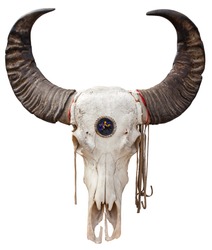 Close up of a Buffalo skull isolated on white background