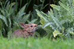 Native baby bunny nibbling on a plant growing in a garden

