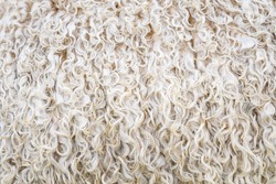 Closeup of the white woolly, curly coat of a sheep, as a textured nature background
