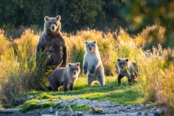 Brown bear family next to the Brooks River, fall landscape, Katmai National Park, Alaska
