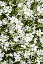 Closeup of white flowers of a Mountain Chickweed blooming in the spring, white texture and pattern, as a nature background
