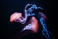 Colorful jellyfish floating in water
