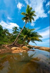 Palm trees on a wild and inaccessible beach in Thailand. Palm trees bent over the water. Palm trees on the seashore. Sandy beach in the tropics. Beautiful tropical landscape. Super highres photos.