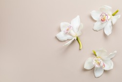 Pastel background with white orchid flowers, copy space. Minimalistic background for holidays, cosmetic products.