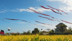Huge Traditional Balinese kites with the long red black white striped tails and dragon head flying in sky over yellow field. Culture of island Bali people and tourist attraction in beautiful Indonesia