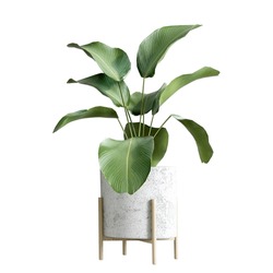 Isometric plant in decor pot in 3d rendering