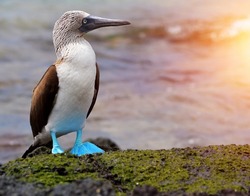 Blue footed booby bird with the background of sea and sunset