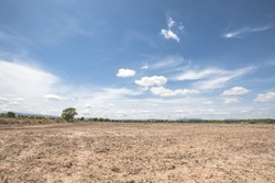 Dry rice paddy field after harvest with blue sky
