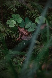 Jumpy frog is escaping my photo objective 