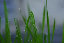 Spraying water, green grass.  Macro, Homegrown wheat sprouts close up. Micro green of wheat macro shot.