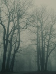 Old majestic trees in a gloomy fog.   Early foggy morning in the park in autumn, moody fog.