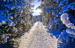 The road through the winter snow forest. Winter snow road in forest. Winter forest snowy road. Snow road in winter forest