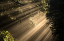 Sunlight through the crowns of trees in a dark forest. Forest sunbeams. Sunrays in dark forest. Forest sunlight shadows