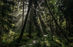 The sunrays in the wilderness. Forest sunbeams. Sunbeam forest scene. Wilderness sunrays