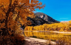 On the riverbank in the mountains in autumn. Autumn mountain river trees. Mountain trees on autumn river. Golden autumn in mountains