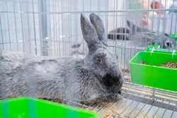 Cute light grey rabbit resting in the cage at agricultural animal exhibition, pet trade show, market - close up. Farming, agriculture industry, livestock and animal husbandry concept