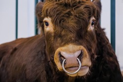 Portrait of sad large brown Limousin bull looking at camera and crying at agricultural animal exhibition, cattle trade show - french breed, close up. Farming and animal husbandry concept