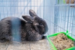 Cute grey rabbit resting in the cage at agricultural animal exhibition, pet trade show, market - close up side view. Farming, agriculture industry, livestock and animal husbandry concept