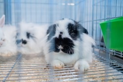 Fluffy black and white rabbit resting in the cage at agricultural animal exhibition, pet trade show, market - close up view. Farming, agriculture industry, livestock and animal husbandry concept