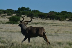 Kudu Running on on grassland in Africa.