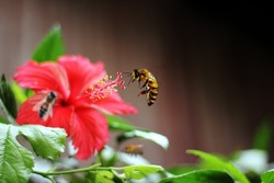 Bee Sucking Nectar stock image. A Honey Bee Sucking Flower's nectar.