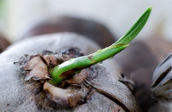 A fresh sprout of coconut tree, It start from mother coconut to growing in future.