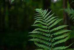 Beautiful fern leaf texture in nature. Natural ferns background Fern leaves Close up ferns nature. Fern plants in forest Background of the ferns Nature concept. Green ferns nature. Natural floral fern