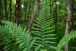 Beautiful fern leaf texture in nature. Natural ferns background Fern leaves Close up ferns nature. Fern plants in forest Background of the ferns Nature concept. Green ferns nature. Natural floral fern
