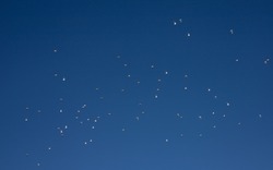 A flock of birds flies in the blue sky.