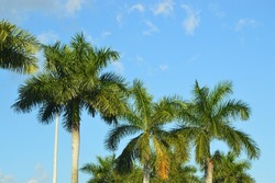 Close up of Royal Palm Trees in Florida USA