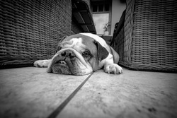 Black and white dog photo: English bulldog have rest, sleeping, so tired, lazy. Sleeps with tongue out.