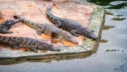 Crocodiles in a pond at a crocodile farm.