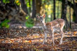 Fallow Deer fawn Epping Forest. Bambi