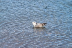 a bird swimming in the water