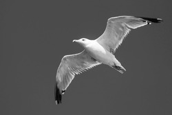 Seagull flying in the sky, black and white, high quality photo. Empty space for text.